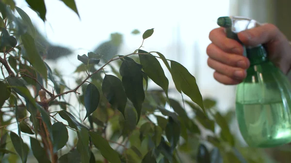 Κοντινό Πλάνο Αρσενικό Χέρι Ψεκασμού Houseplants Ψεκαστήρα Νερού Στο Σπίτι — Φωτογραφία Αρχείου