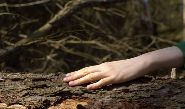 Main Femelle Caressant Tronc Conifère Tombé Dans Forêt Printemps Météo — Photo