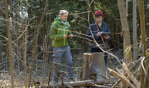 两名生态活动家拍摄了森林中被非法锯成的树的照片 并在纸上做了笔记 保护森林的自然保护主义者明媚的春日 免版税图库图片