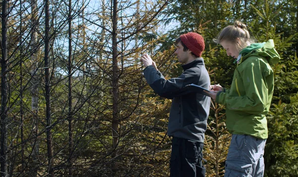 Eco volunteers on the place of extinct forest fire. They examine burnt spruce trees, take pictures and make notes. Activists scout fire places in the forest. Forest Fire Prevention.