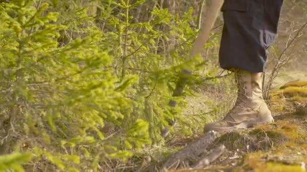 森の中で小さなトウヒを掘る人ボランティアの足を閉じて 密な茂みの中でより広々とした地面に移植する 地球の日 環境に優しいコンセプト — ストック動画