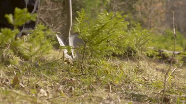 Nahaufnahme Eines Mannes Der Freiwillig Eine Kleine Fichte Wald Dichtem — Stockvideo