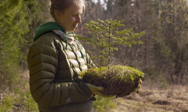 Ung Attraktiv Kvinna Frivilligt Hålla Liten Gran Träd Hennes Händer Royaltyfria Stockbilder