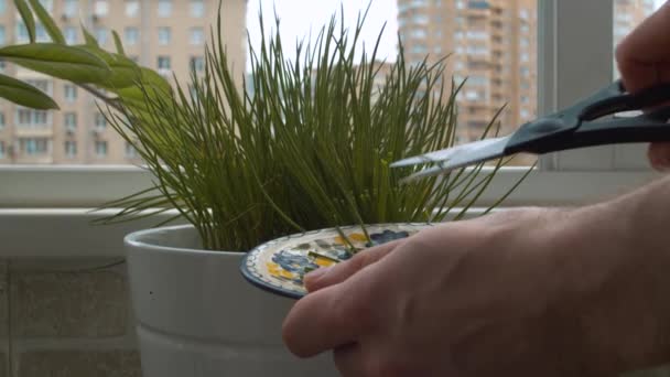 Las manos de un hombre cortando hojas de una planta de interior — Vídeos de Stock