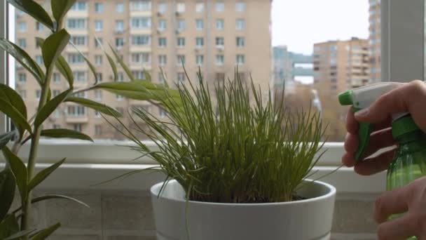 Handen van een man die kamerplanten spuit — Stockvideo