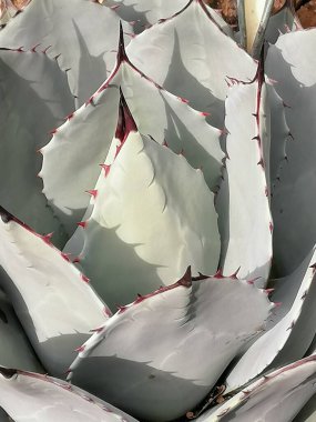 Agave 'in kırmızı dikenli yakın plan görüntüsü