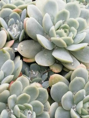 Yumuşak mavi Echeverias ile su damlacıkları