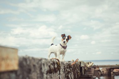 Küçük sevimli bir köpek, Jack Russell Terrier iskelede duruyor ve merakla bakıyor. Güneşli bir günde bir köpek yavrusuyla kumsalda yürüyüş. Yüzdükten sonra ıslak kürk. Tatil konsepti. Bir evcil hayvanla göl gezisi.