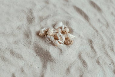 Beyaz kumsalda küçük deniz kabuklarından oluşan bir grup yakın plan. Dekor konsepti. Deniz teması. Beyaz kumlu doğal yaz arkaplanı. Seçici odak.