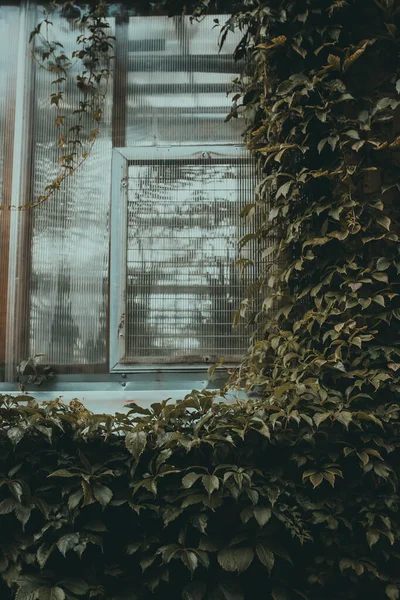 a window in Botanical garden building with ivy leaves. Facade greenhouse. Vintage architecture. Natural closeup background. Floral frame with climber. Creeper climbing on the wall