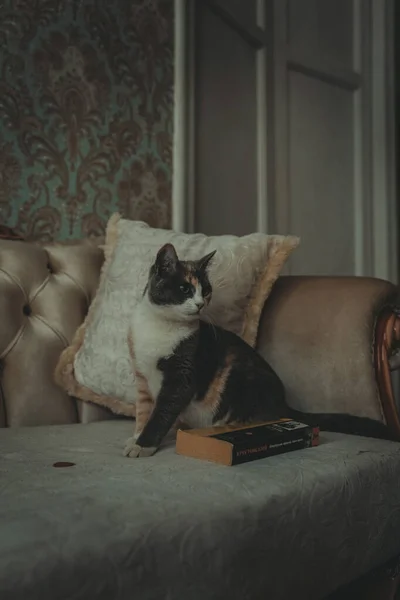 Gray short haired cat with ginger spots on the head sitting on a vintage beige couch nead a paper book written by russian author    Krestovsky.Cosiness and family concept. Animal shelter advertisement