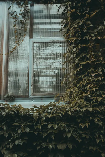Вікно Будівлі Ботанічного Саду Листям Плюща Обличчя Оранжереї Вінтажна Архітектура Стокове Зображення