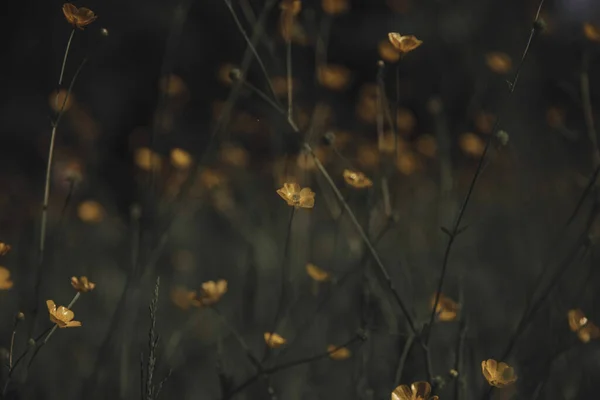 Група Лугових Масляниць Лузі Невеликі Жовті Квіти Зеленому Фоні Крупним Стокове Зображення