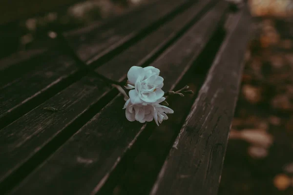Біла Квітка Магнолії Лежить Дерев Яній Лавці Спокійна Мінімалістична Крупним Ліцензійні Стокові Фото