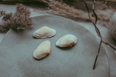 Yüzeyinde deniz kabukları ve arka planında kurumuş çiçekler olan el yapımı kil bir çanağın yakın görüntüsü. Seramik bir stüdyoda el yapımı gri bir tabak. Çanak çömleğinde bir seramik. Benzersiz tasarım