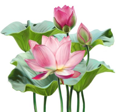 Digital illustration of a pink lotus flower in three stages, from bud to full disclosure, with leaves. Flowers are isolated on a white background. clipart
