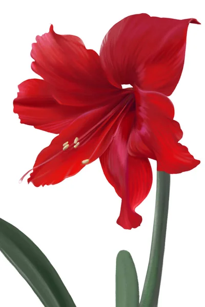 Amarilis Grande Rojo Brillante Flor Del Hippeastrum Aislada Sobre Fondo — Foto de Stock