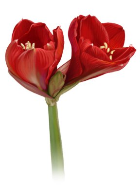 Kırmızı amilis / hippeastrum tomurcukları uyanır ve yapraklarını yayar. Çok parlak ve neşeli bir illüstrasyon. Beyaz bir arkaplanda izole edilmiş.