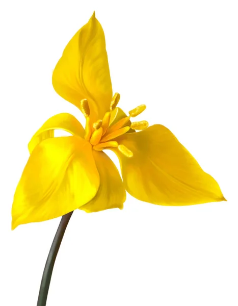 Жовтий Тюльпан Біберштейн Ізольований Білому Тлі Квітка Етапі Цвітіння Повного — стокове фото
