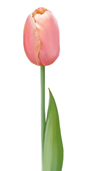 Een Zachte Roze Tulp Geïsoleerd Witte Achtergrond — Stockfoto