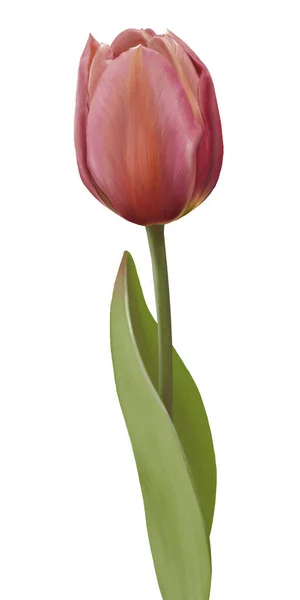 Tulipán Color Rosa Oscuro Aislado Sobre Fondo Blanco — Foto de Stock