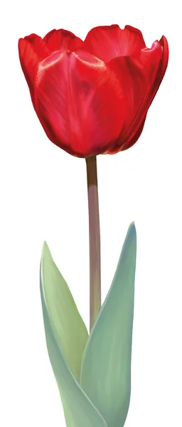 Brillante Tulipán Rojo Aislado Sobre Fondo Blanco — Foto de Stock