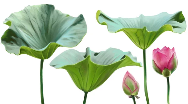 Bud Bladeren Half Open Lotus Knop Geïsoleerd Witte Achtergrond Digitale — Stockfoto