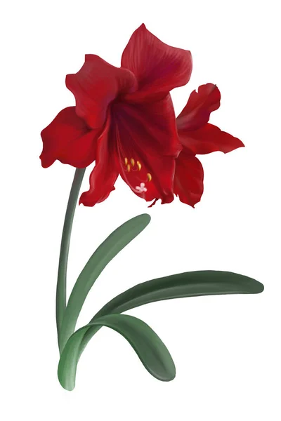 Heldere Rode Grote Amaryllis Hippeastrum Bloem Geïsoleerd Witte Achtergrond — Stockfoto