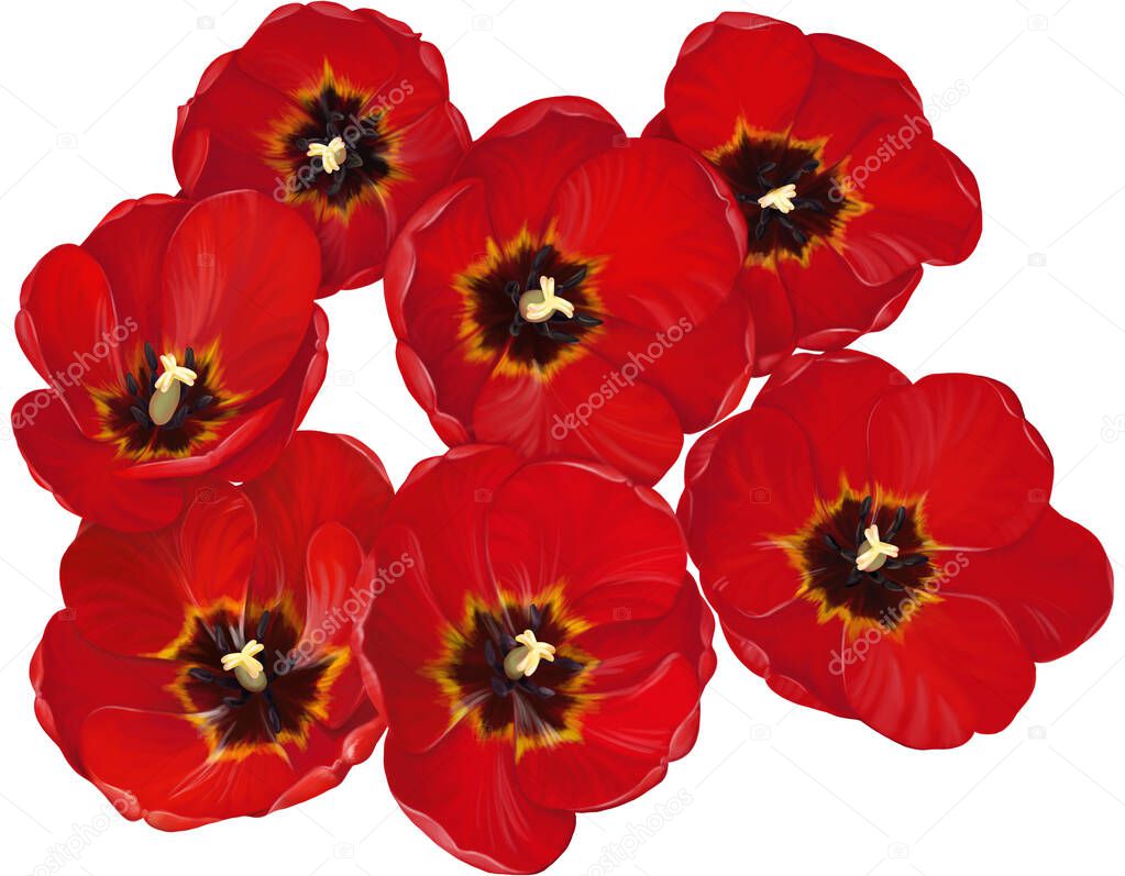 Seven wide-bloomed red tulip flowers on a white background. View from above