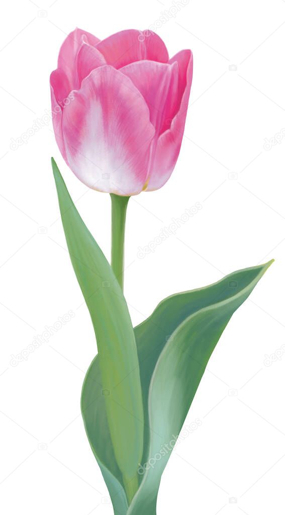 One bright pink tulip isolated on white background