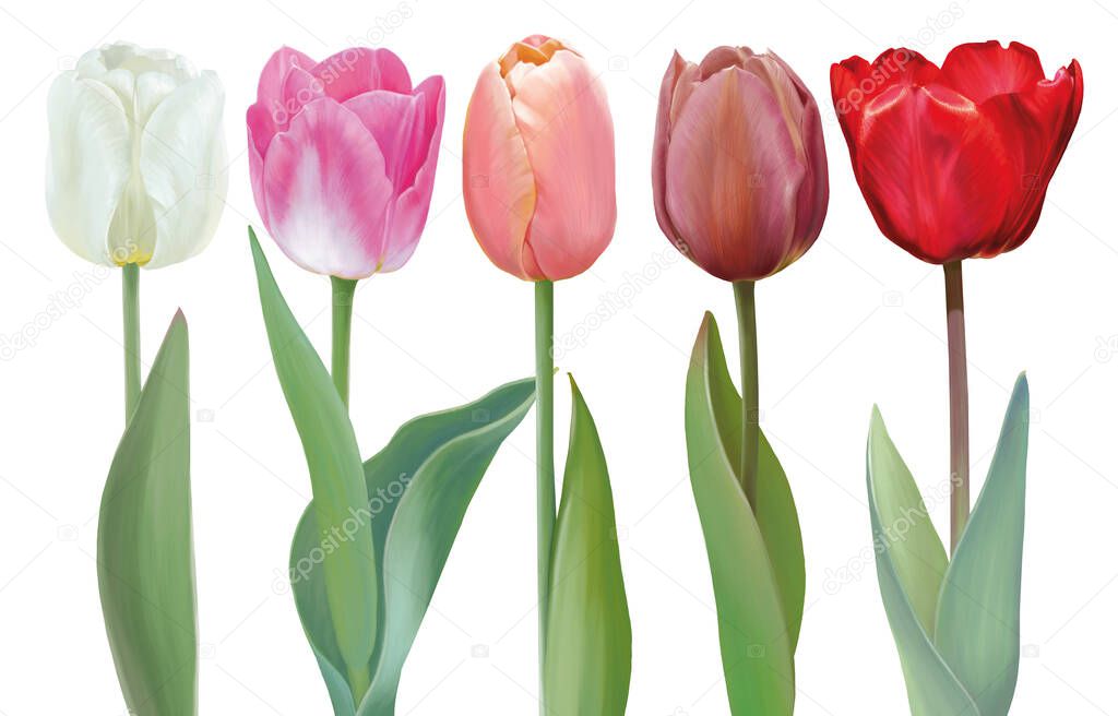 Five different colored tulips arranged in a row on a white background
