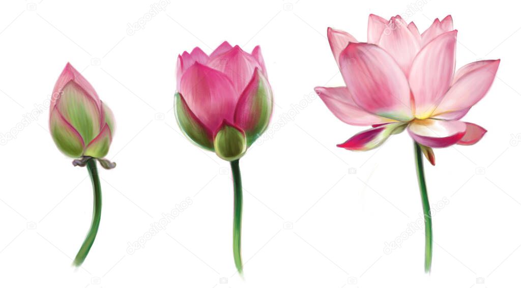 Digital illustration of a pink lotus flower in three stages, from bud to full disclosure. Flowers are isolated on a white background.