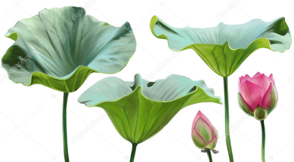 Bud leaves, and half-open lotus bud isolated on white background. Digital illustration.