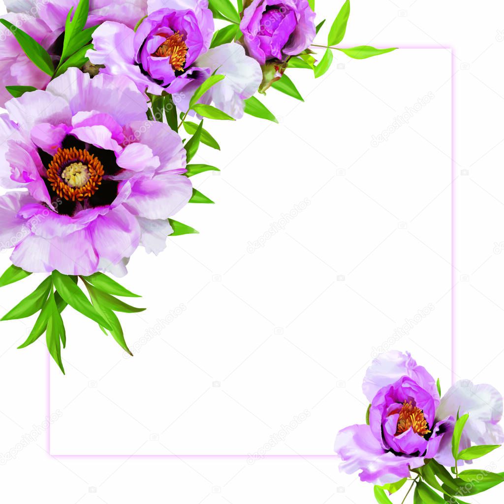 Pink peony flowers in three stages of flowering: bud, half-opened and fully opened flower. Flowers are located at the corners along a rectangular frame on a white background.