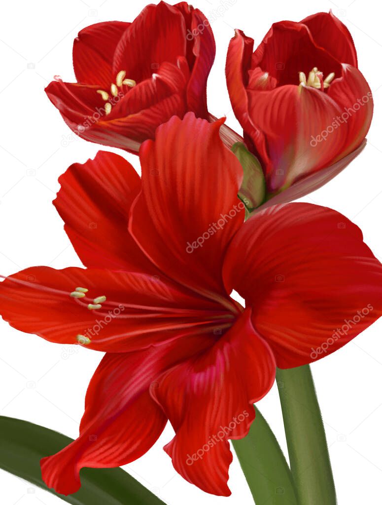 Red large amaryllis/hippeastrum flowers. One bud are open to meet the sun, while others just wake up and spread their petals . Very bright and joyful illustration.