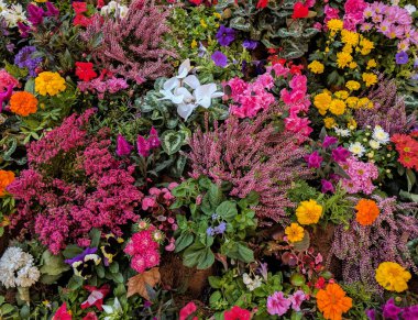 Farklı renkli çiçeklerin aralığı