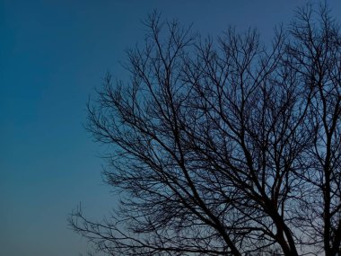 Bahar mevsiminde mavi gökyüzü olan yapraksız ağaç