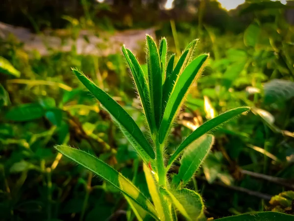 Nature Herbe Verte Automne Dans Ensoleillé — Photo