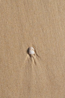 Deniz kabuğu yapayalnız