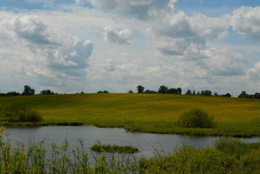 Sarı baharda tarlada papatyalar