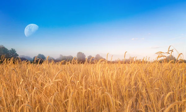 Goldenes Weizenfeld Auf Dem Polnischen Land Spätsommer — Stockfoto