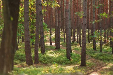 Orman ağacı. Doğa ışıktır.