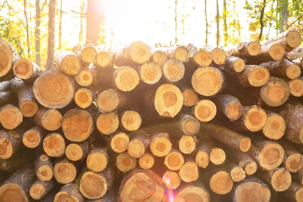 Kawałki Cięte Cięte Drewno Polskim Lesie — Zdjęcie stockowe