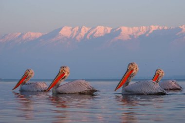 Kerkini göl kenarında Dalmaçyalı pelikanlar