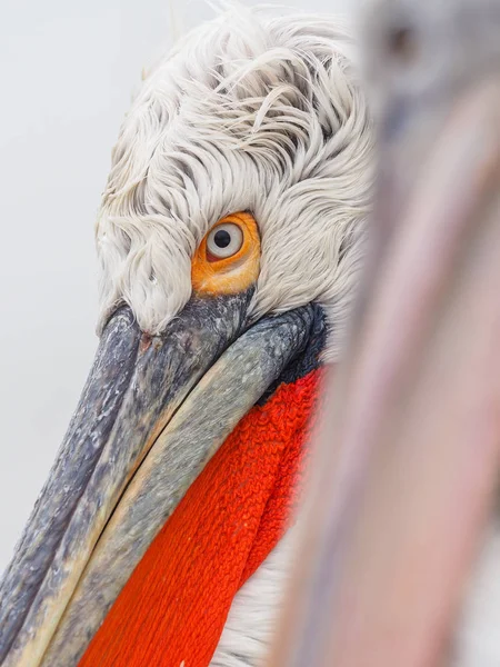 Dalmatische pelikanen op meer Kerkini — Stockfoto