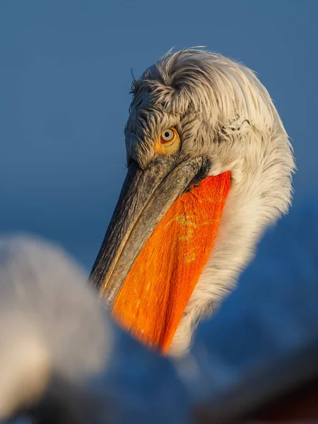 Pelicano dálmata no lago Kerkini — Fotografia de Stock