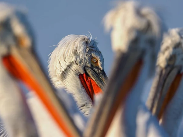 Dalmatian Pelicans on Kerkini lake — Stock Photo, Image