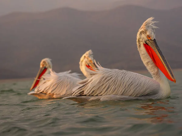 Dalmata Pelicans sul lago Kerkini — Foto Stock