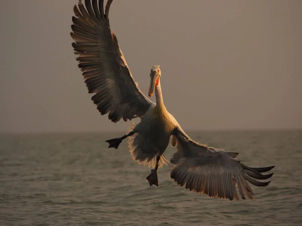 Pelicano dálmata no lago Kerkini — Fotografia de Stock