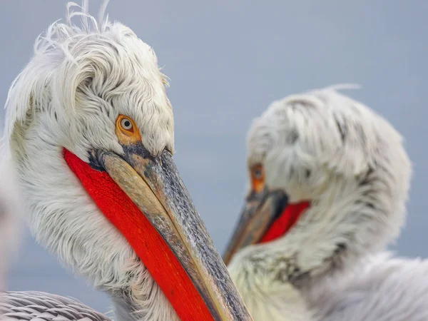 Dalmatian Pelicans on Kerkini lake — Stock Photo, Image